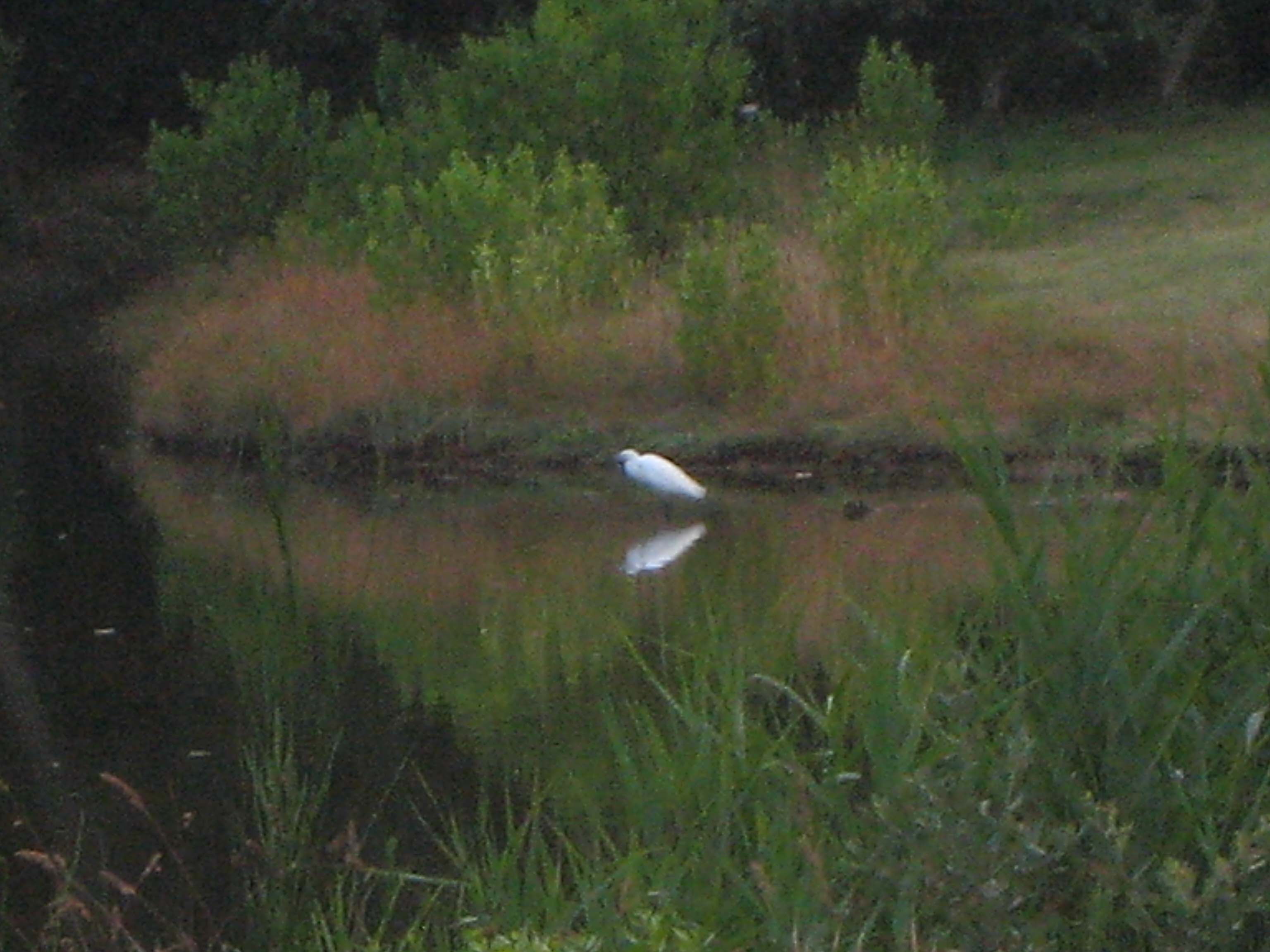 aigrette, parc du Fogeo, Arzon