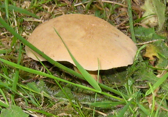 11 - bolets dans le parc du Fogeo, Arzon