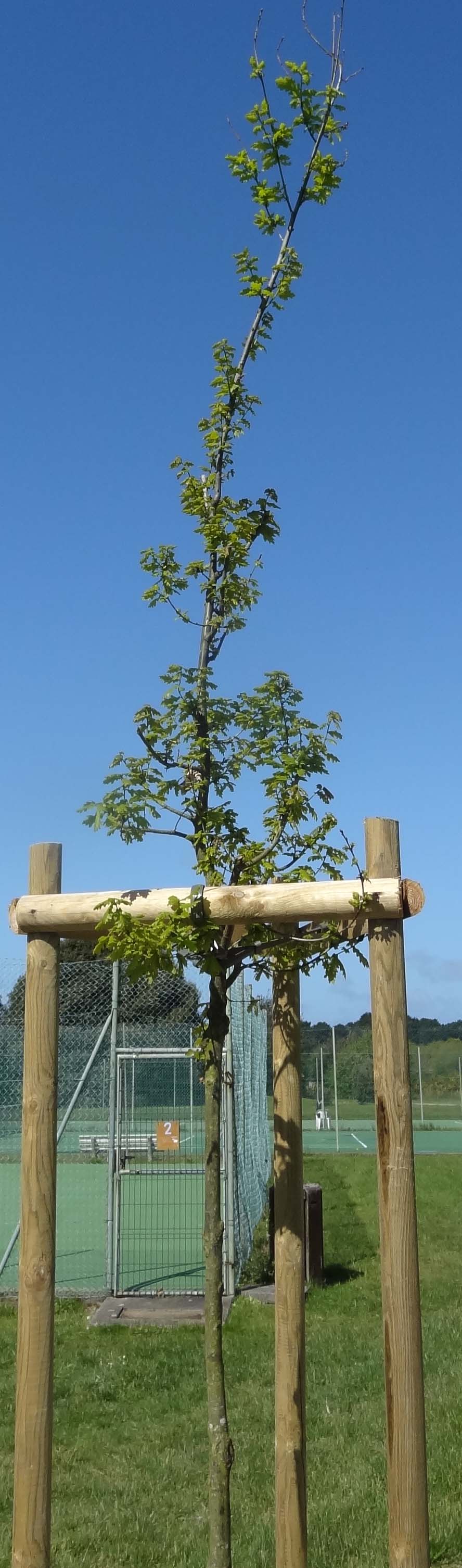 chne pdoncul dans le parc du Fogeo - mai 2013