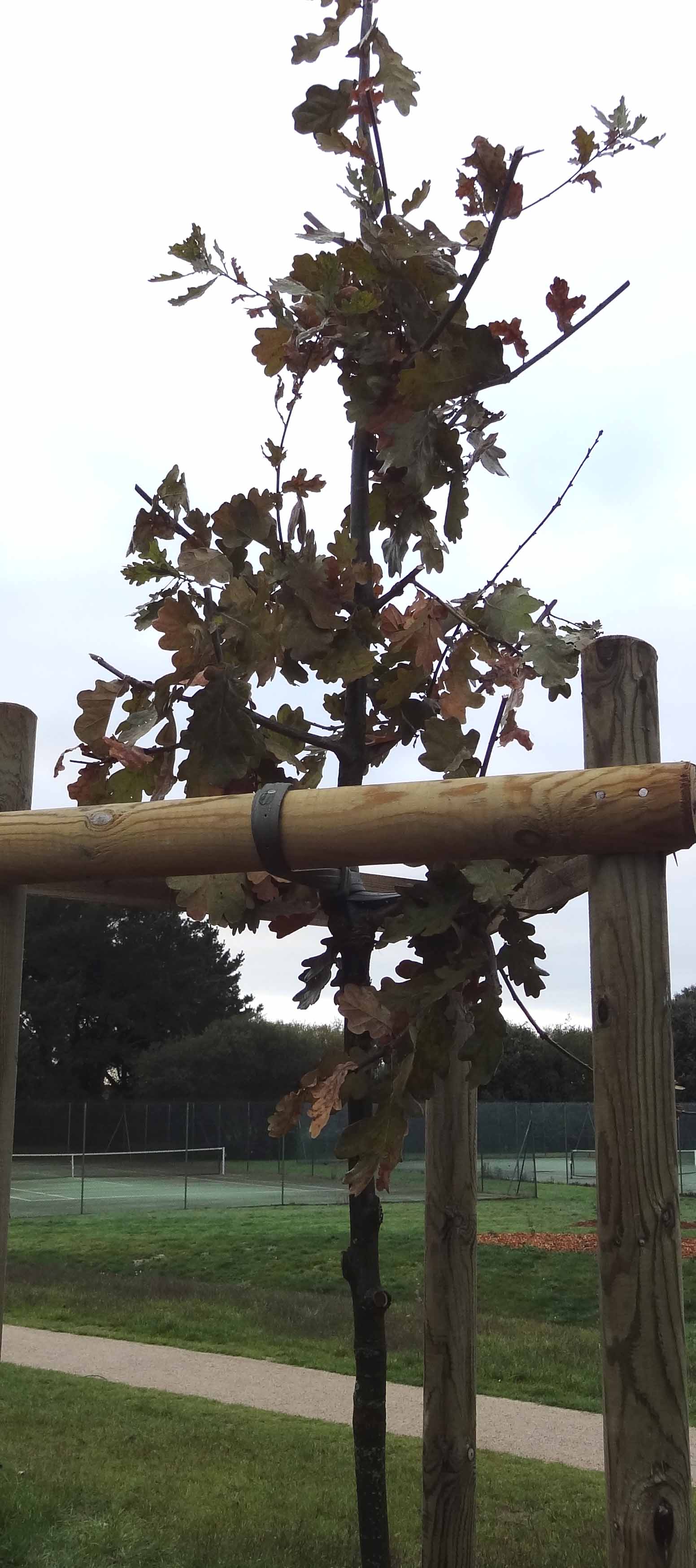 chne dans le parc du Fogeo - novembre 2012