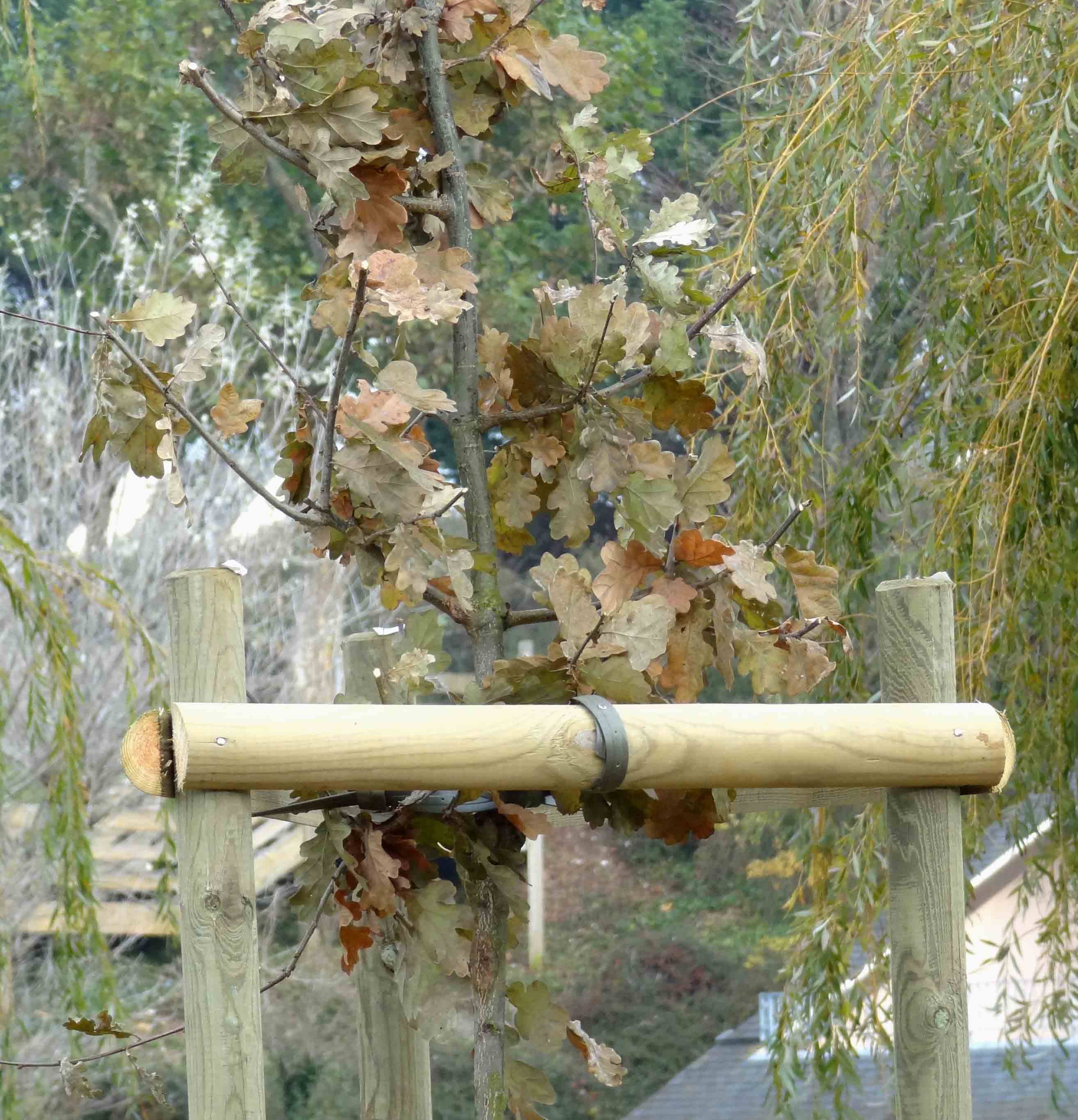 chne dans le parc du Fogeo - novembre 2012