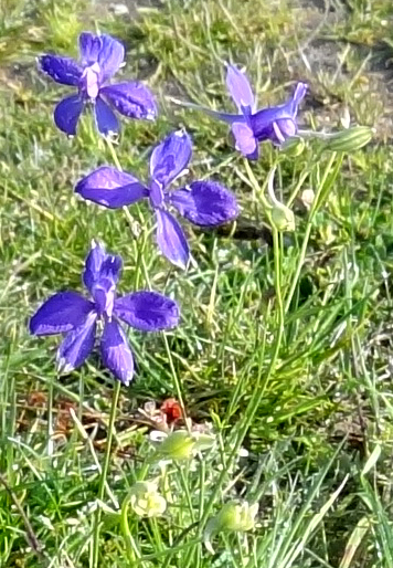 delphinium dans le parc du Fogeo
