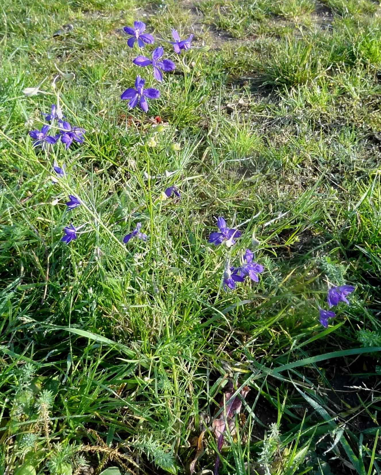 delphinium dans le parc du Fogeo