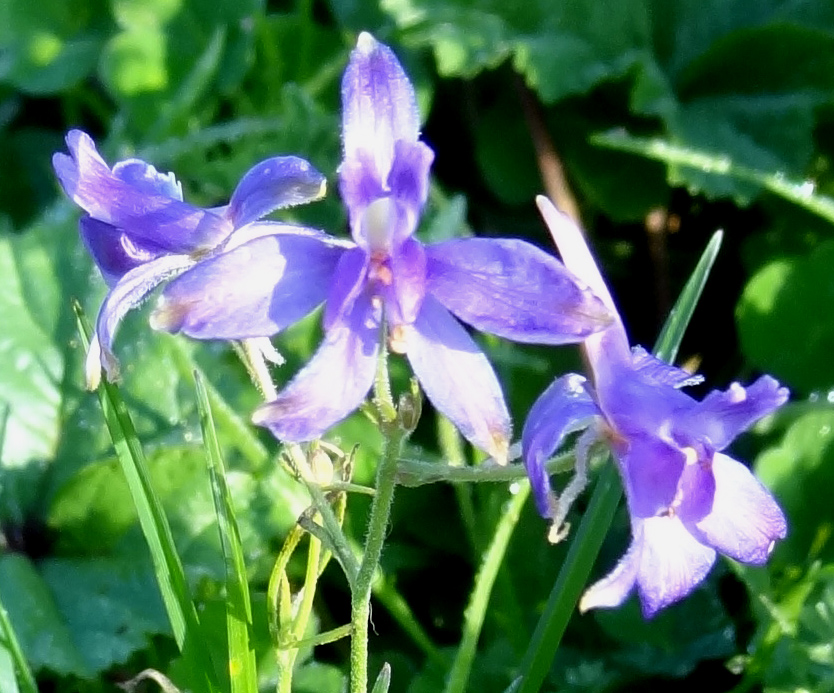 delphinium dans le parc du Fogeo