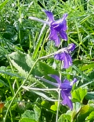 delphinium dans le parc du Fogeo