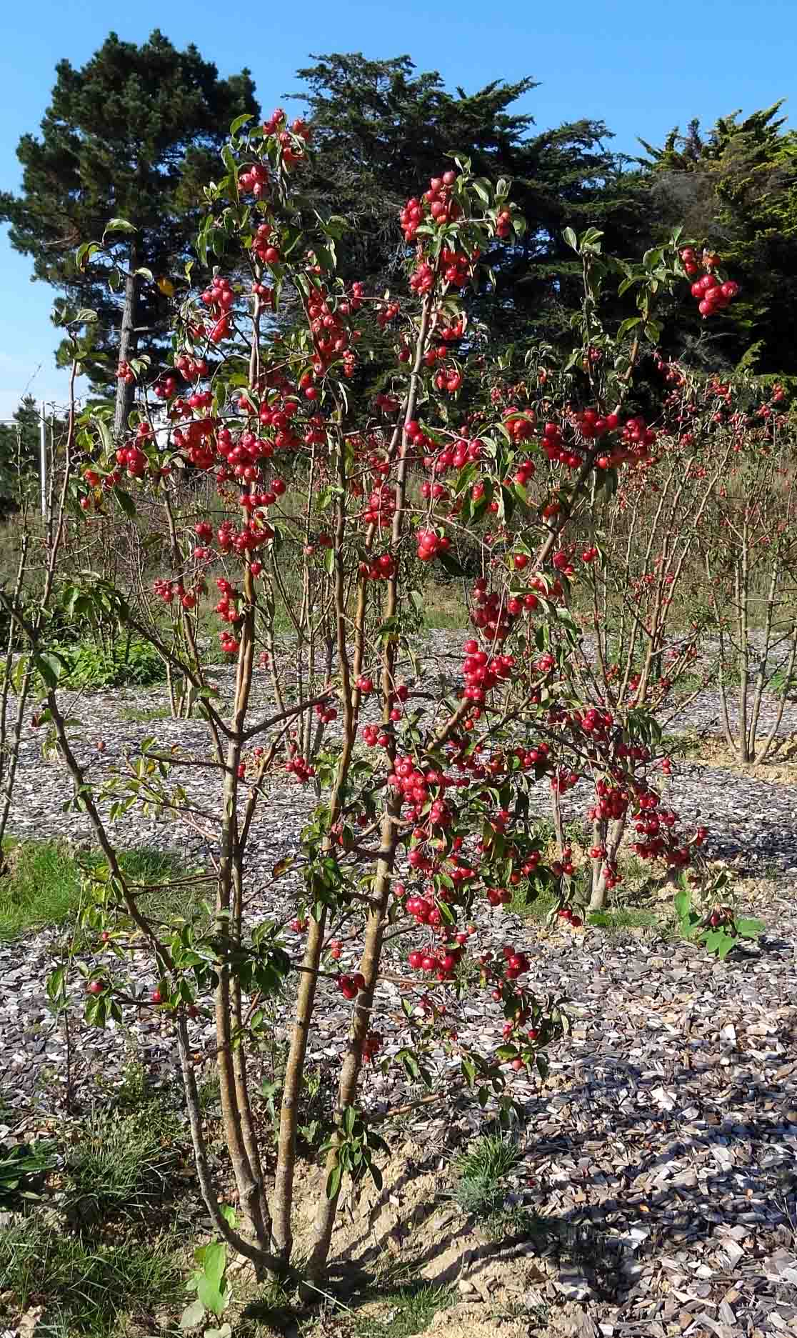 pommiers Evereste du Parc du Fogeo devant les Terrasses de Kerjouanno