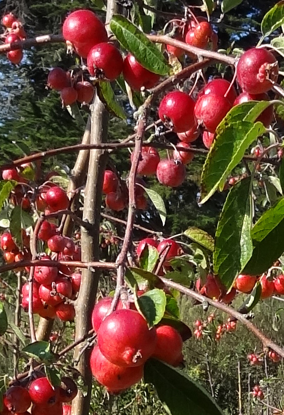 pommiers Evereste du Parc du Fogeo devant les Terrasses de Kerjouanno