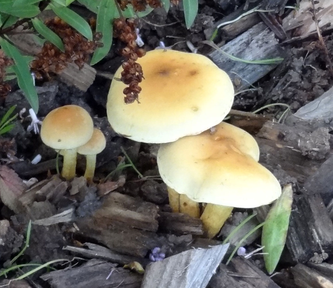 2- hypholome en touffe - parc du Fogeo