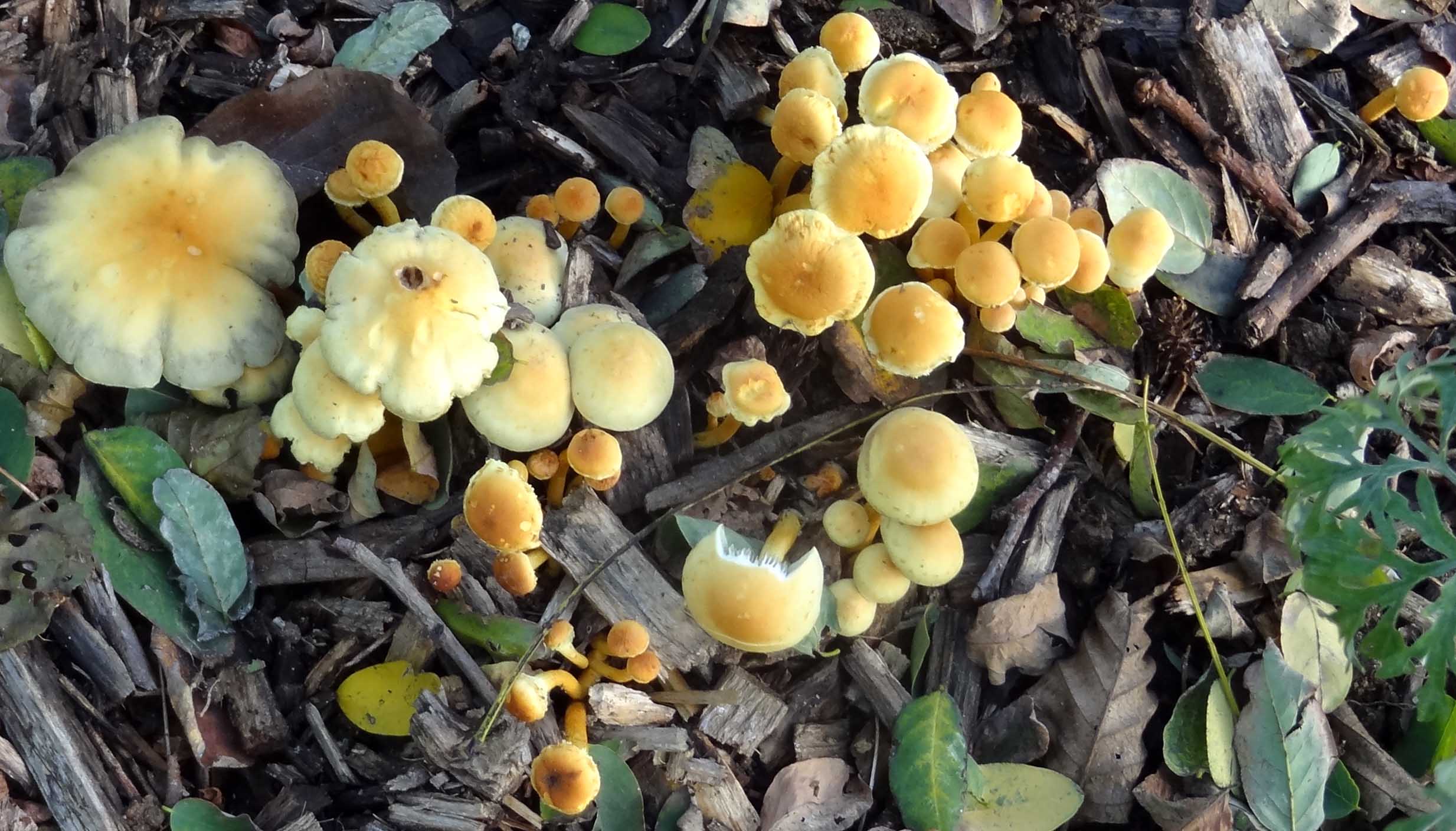 7- hypholome en touffe - parc du Fogeo