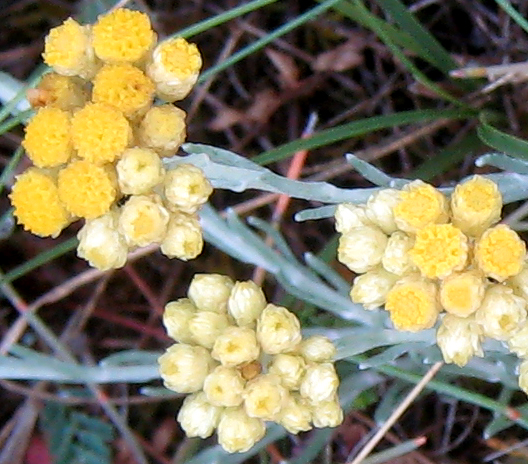 immortelles sur la dune du Fogeo
