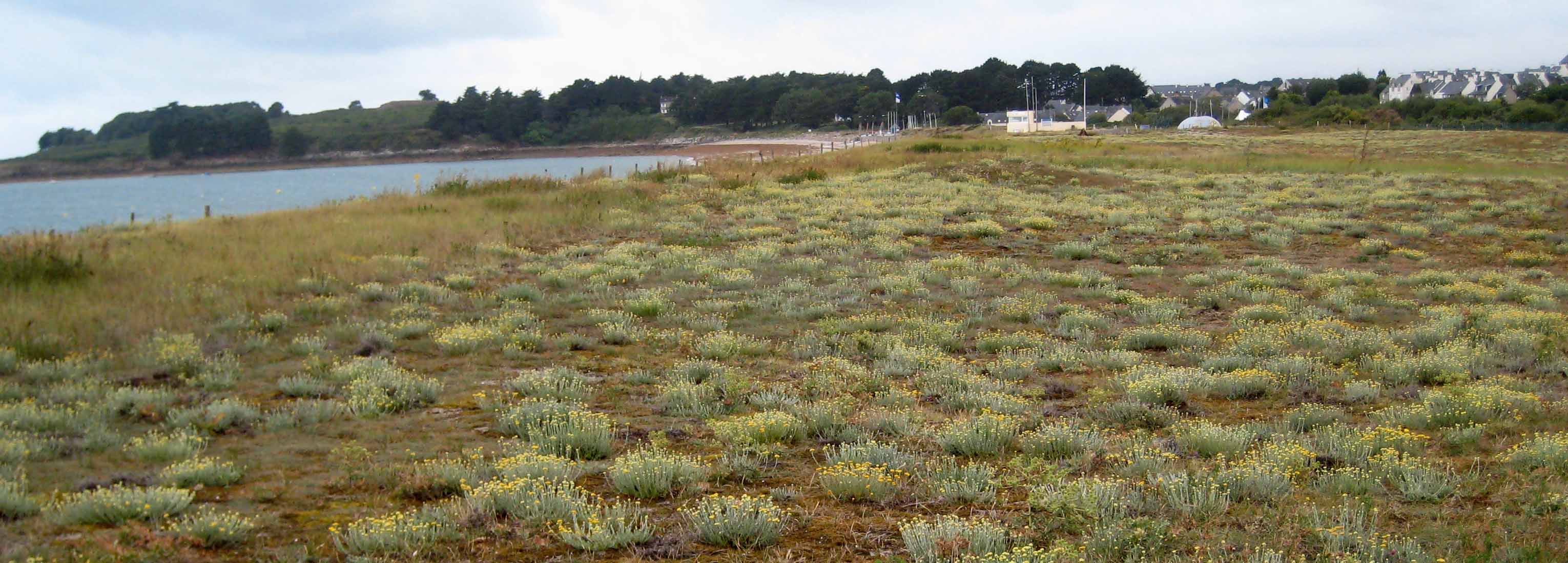 immortelles sur la dune du Fogeo