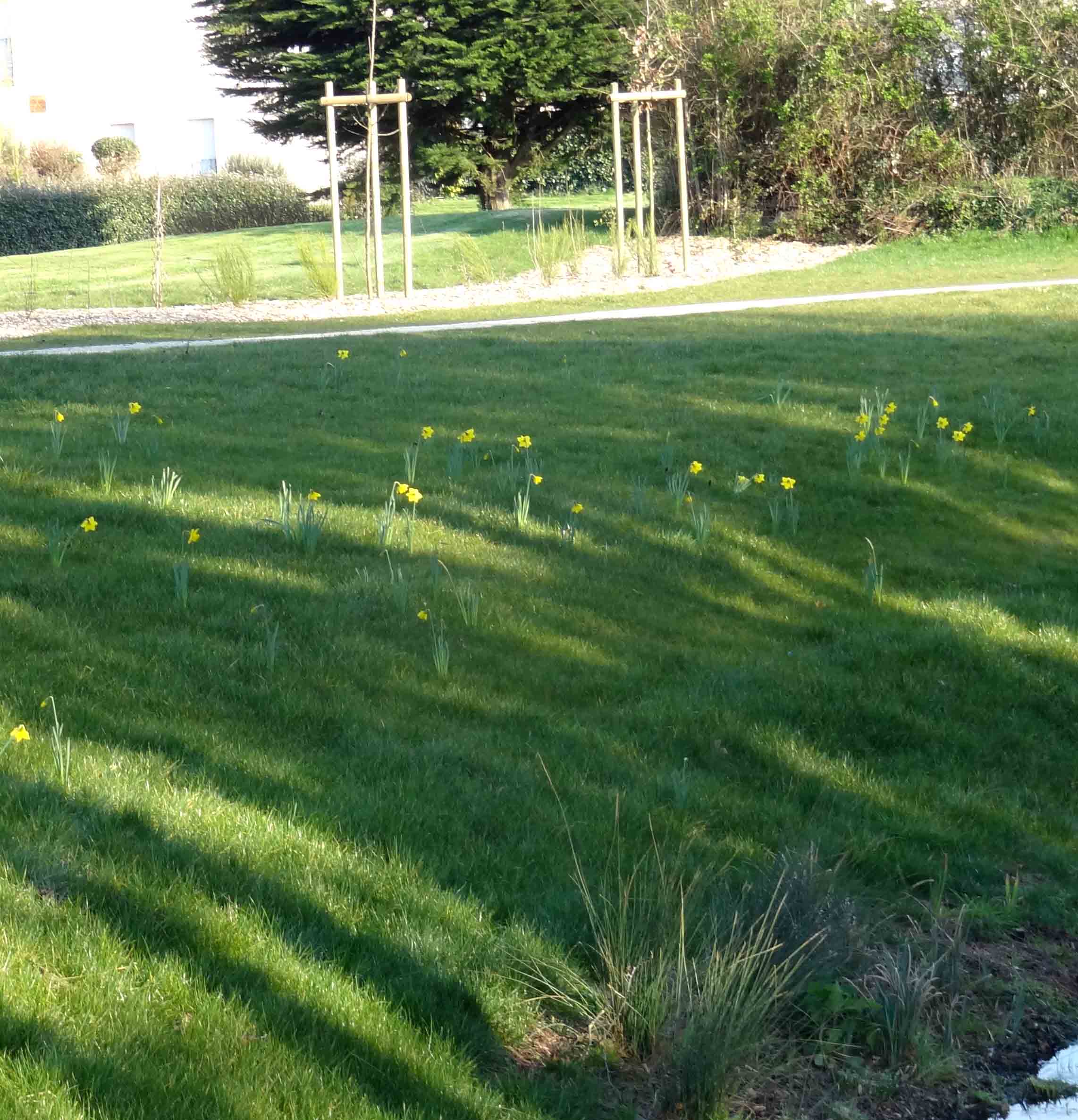 jonquilles prs du filtre bio-purateur Est