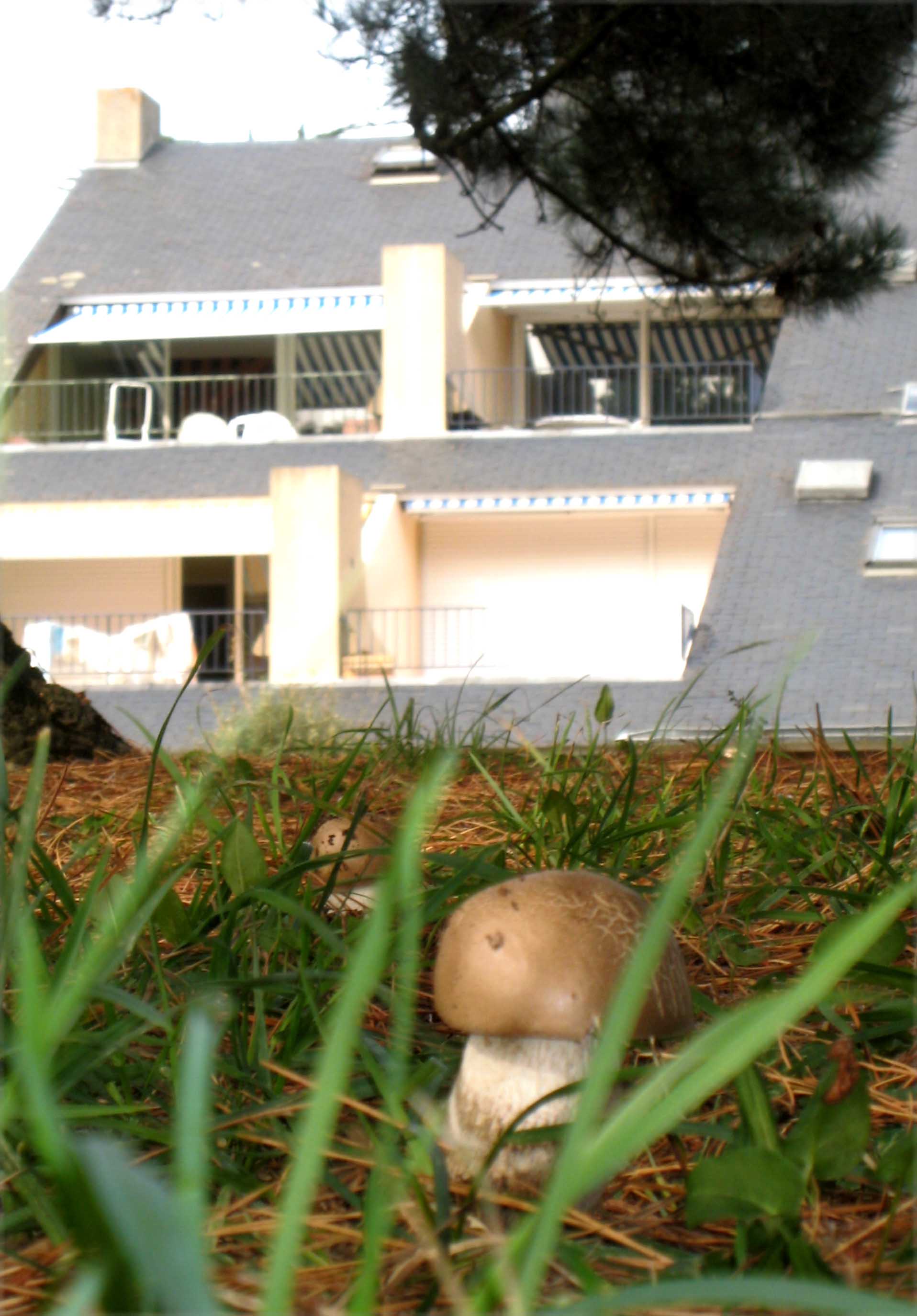 9 - bolets dans le parc du Fogeo, Arzon