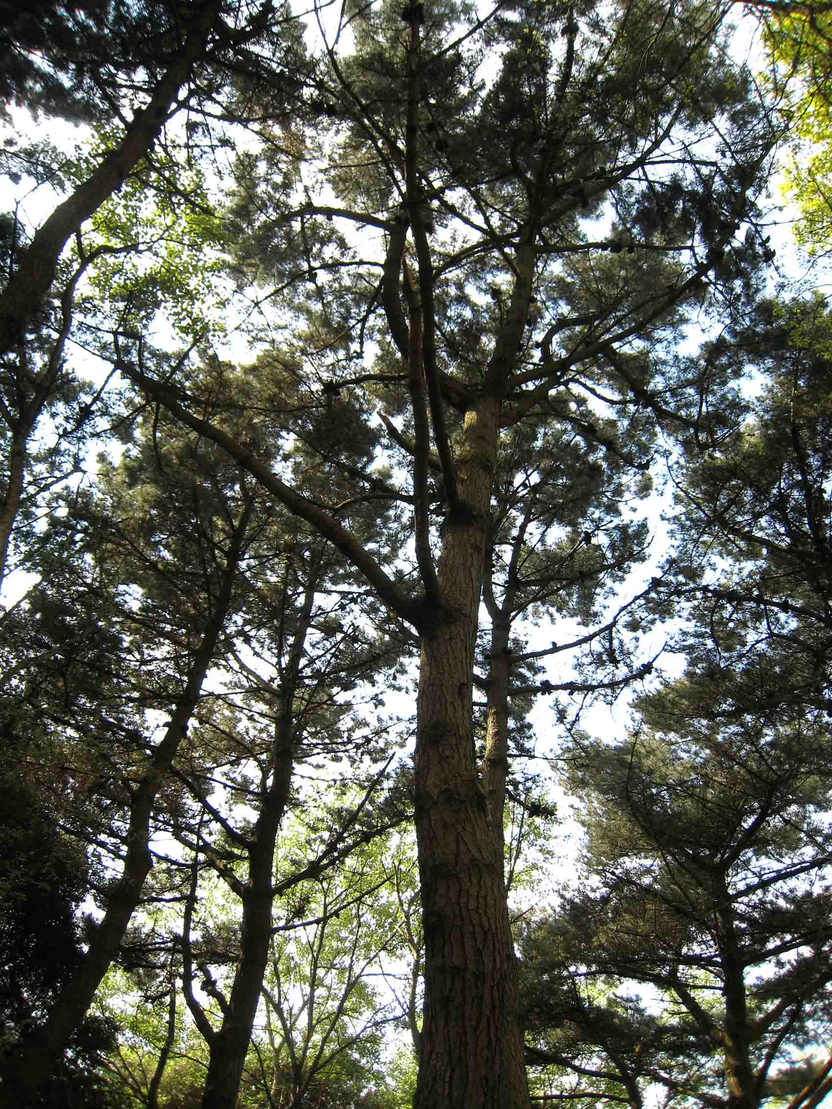 2 - pins dans le parc de Fogeo en Arzon